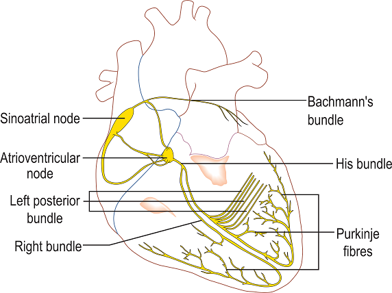Anatomical diagram of the Purkinje conduction system in the heart